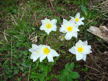 anemonen