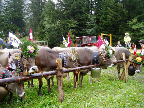 hpmaia1-26