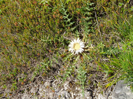 silberdistel
