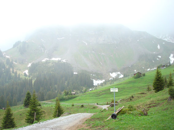 weideflche2